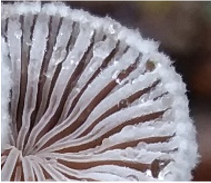 Schizophyllum commune (Fries) Figure 2